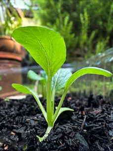 a young plant sprouts out of the ground