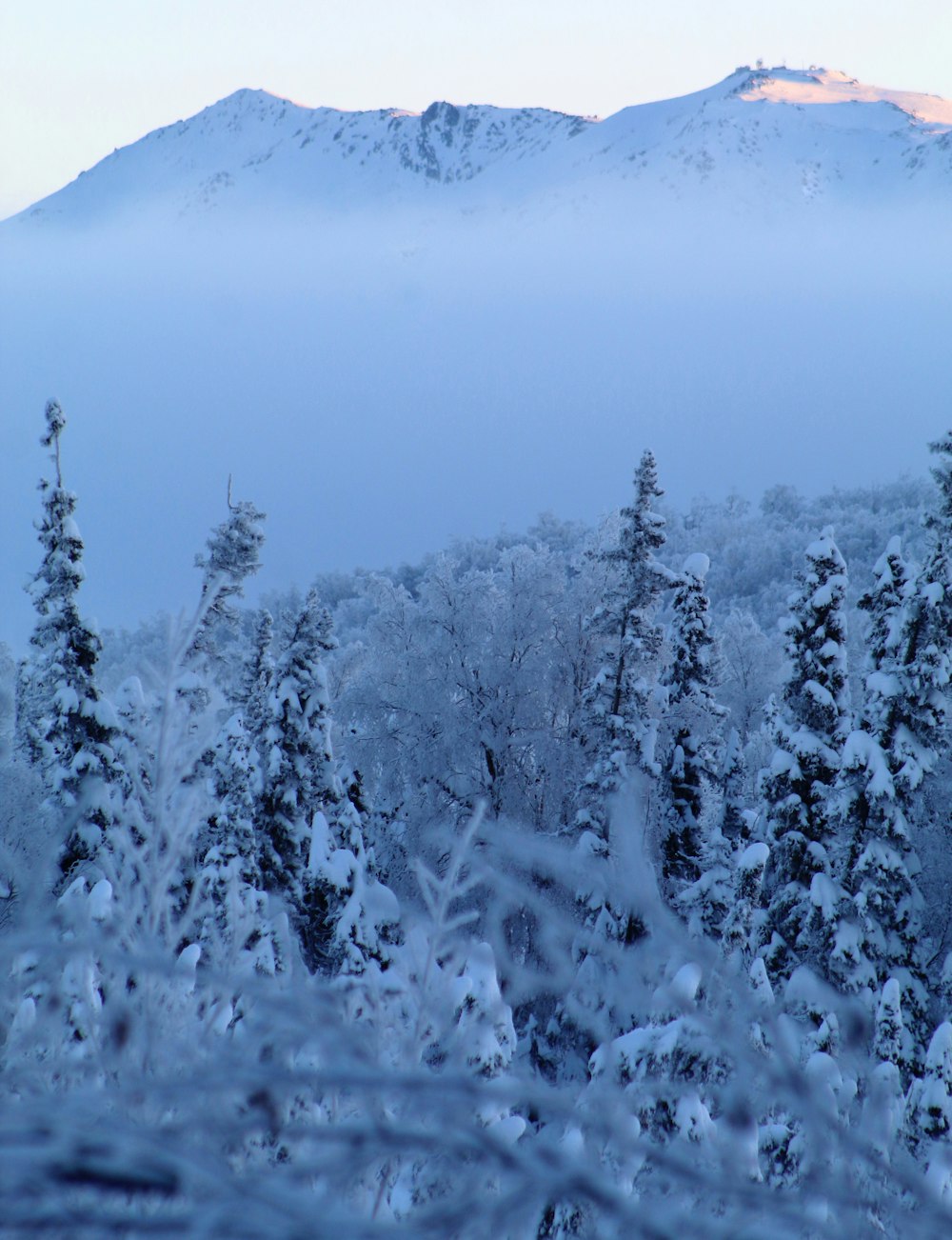 a view of a snowy mountain with trees in the foreground