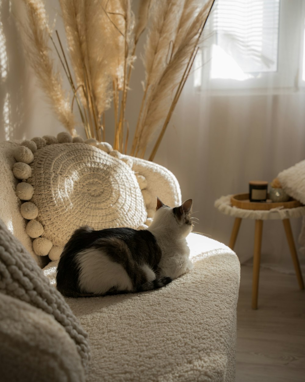 a black and white cat sitting on a white chair