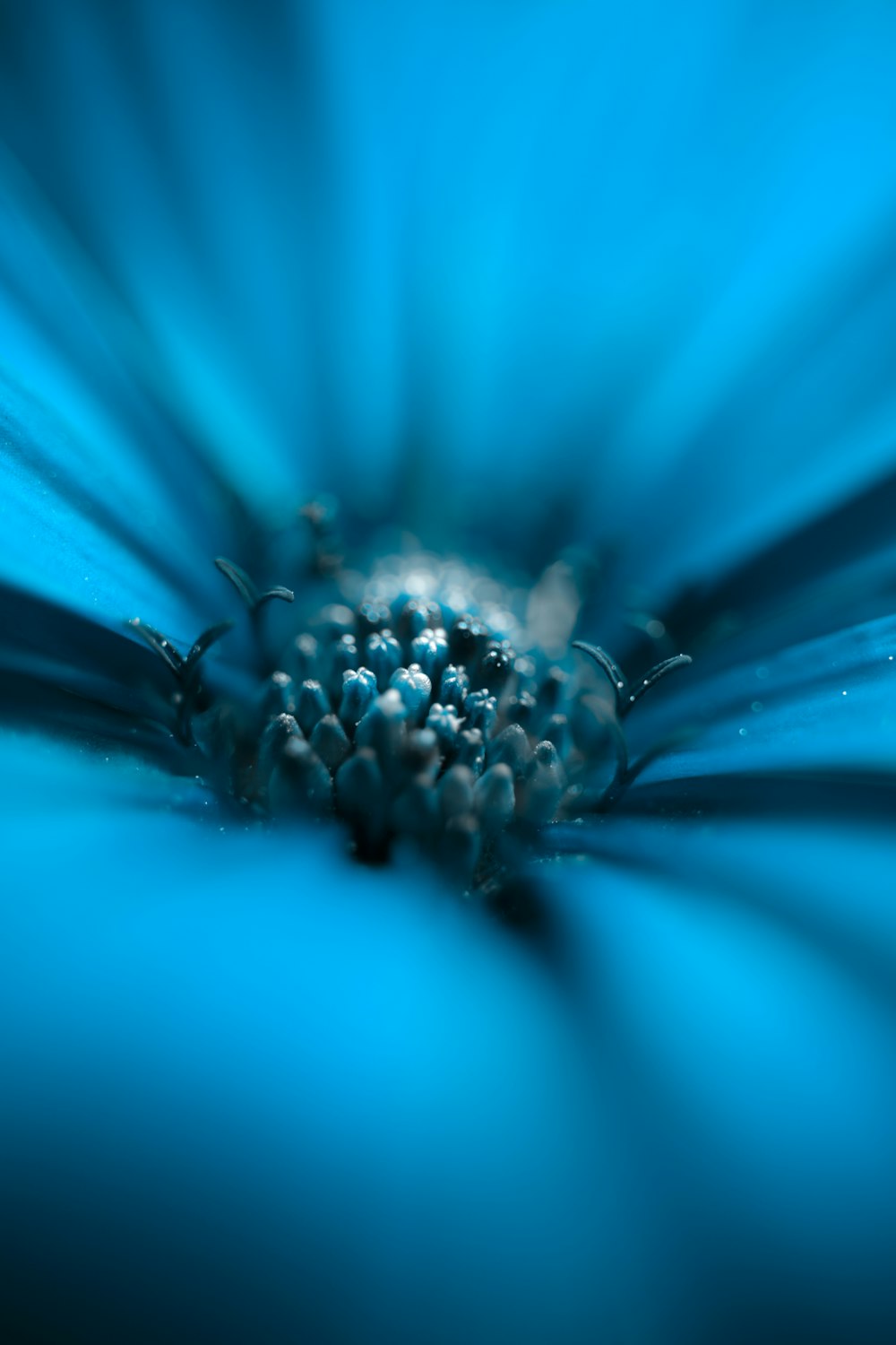 a close up of a blue flower with water droplets