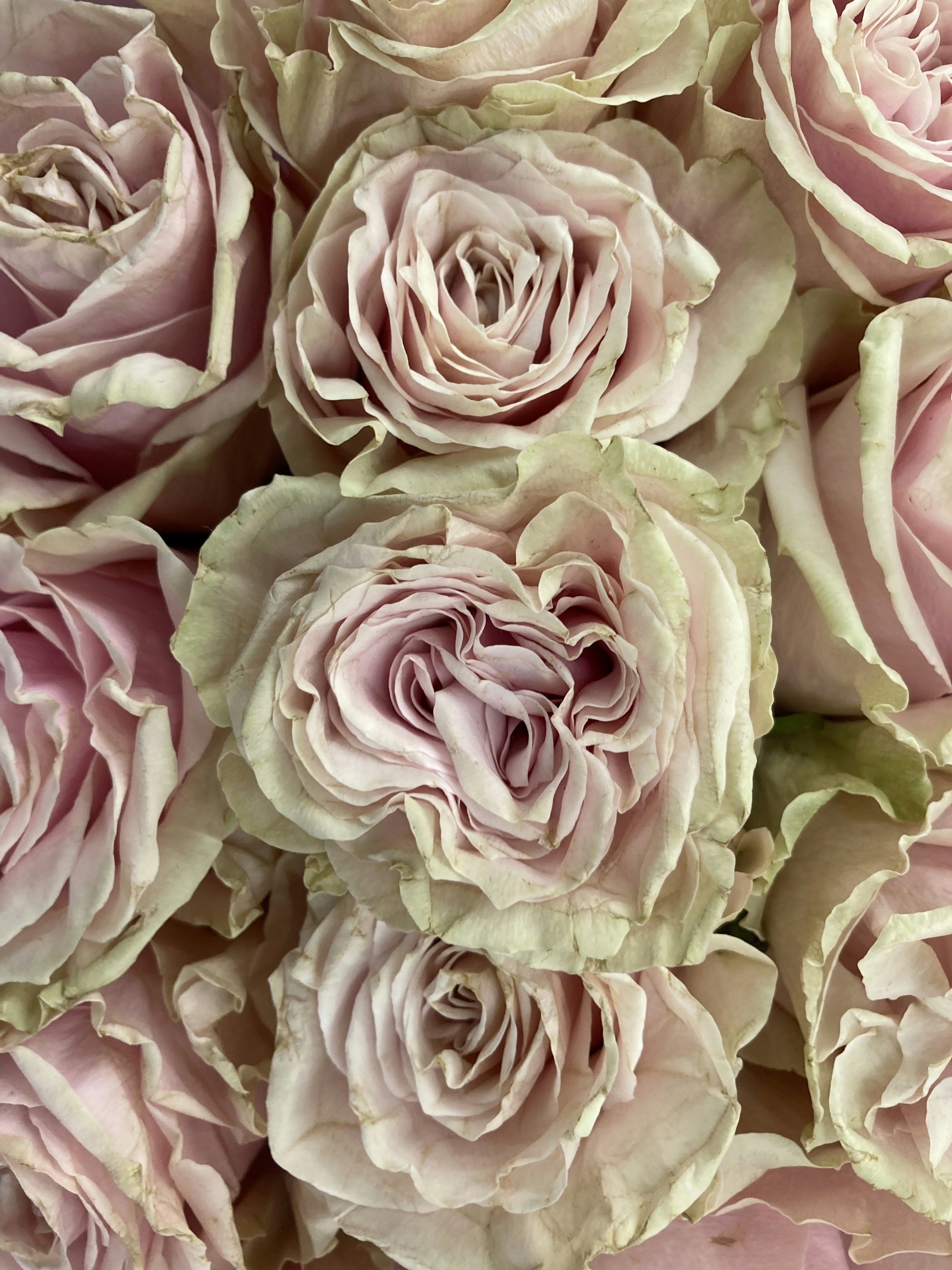 Photo by davidvcraig