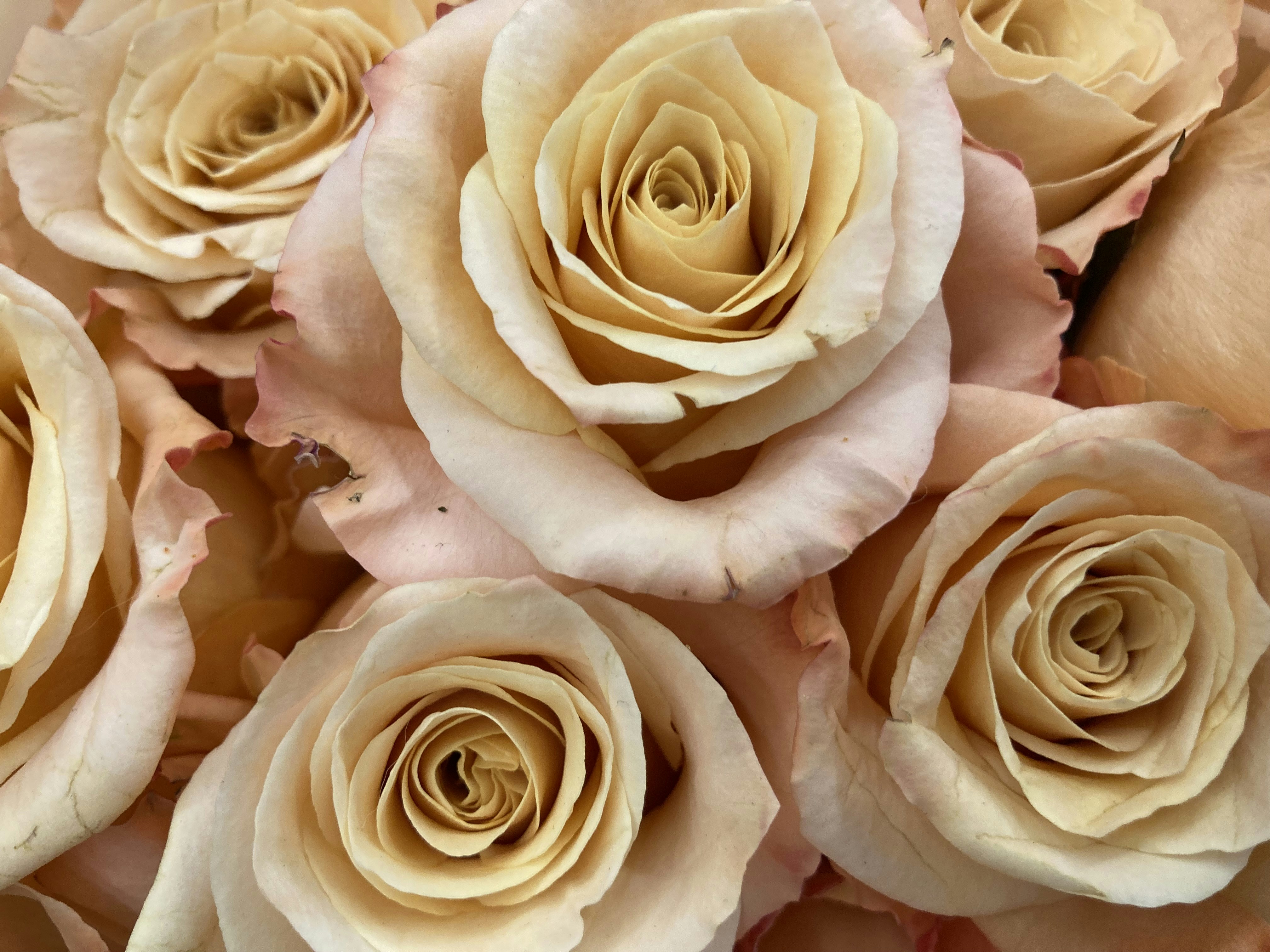 Photo by davidvcraig