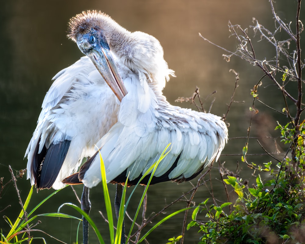 a large white bird with a long beak