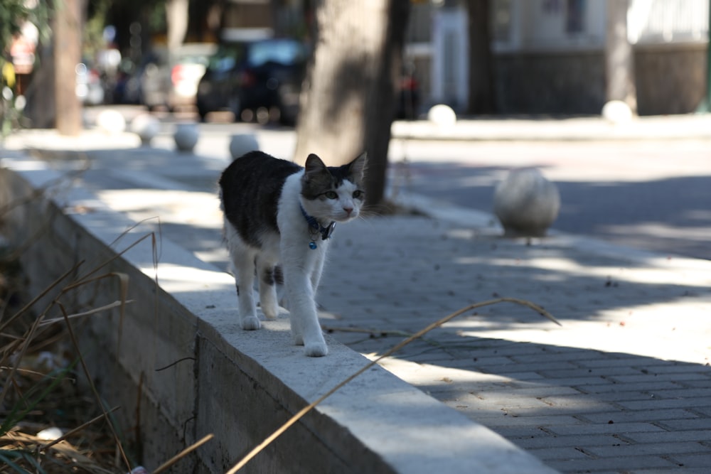 a black and white cat standing on a sidewalk