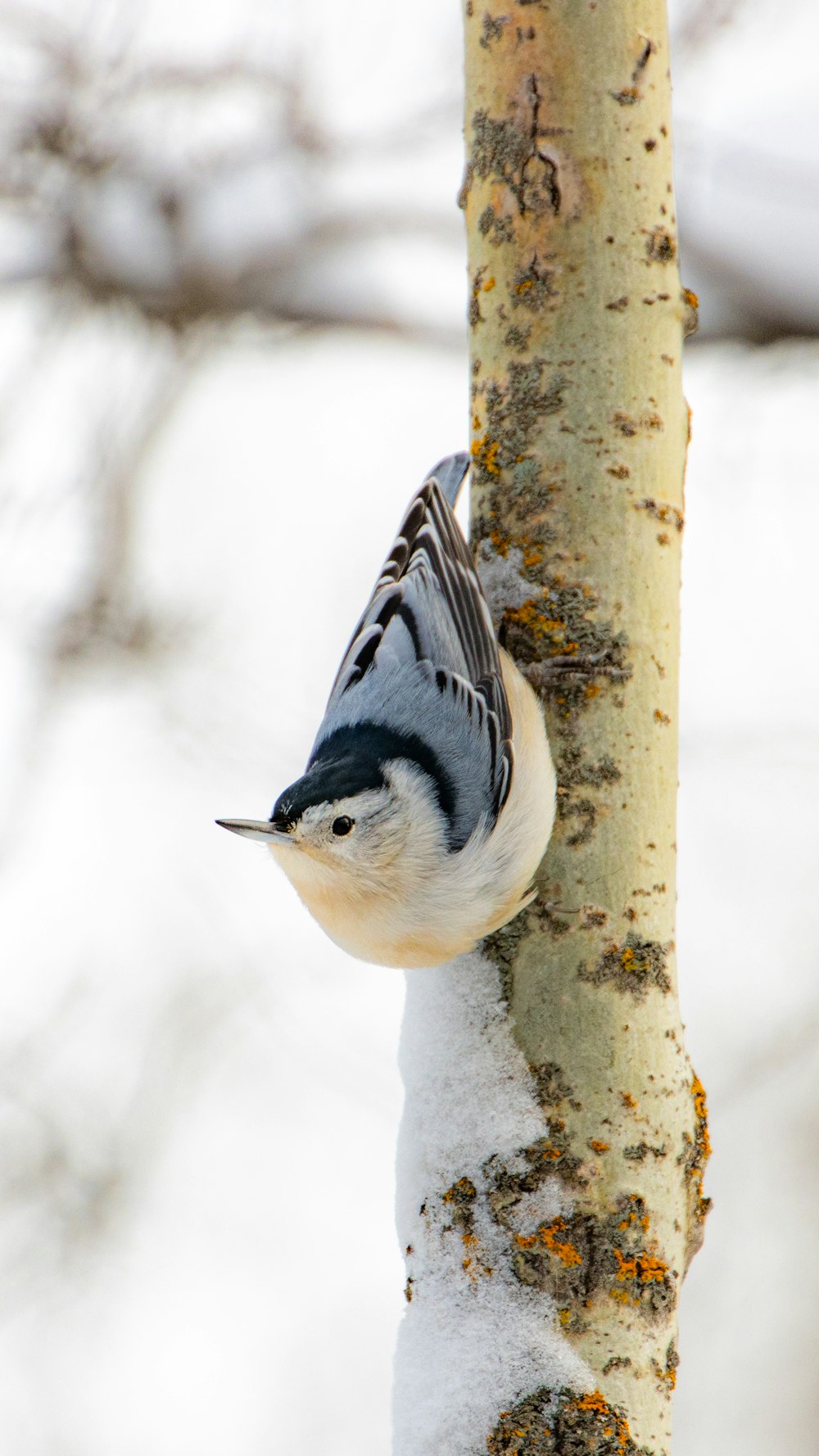 a bird perched on the side of a tree