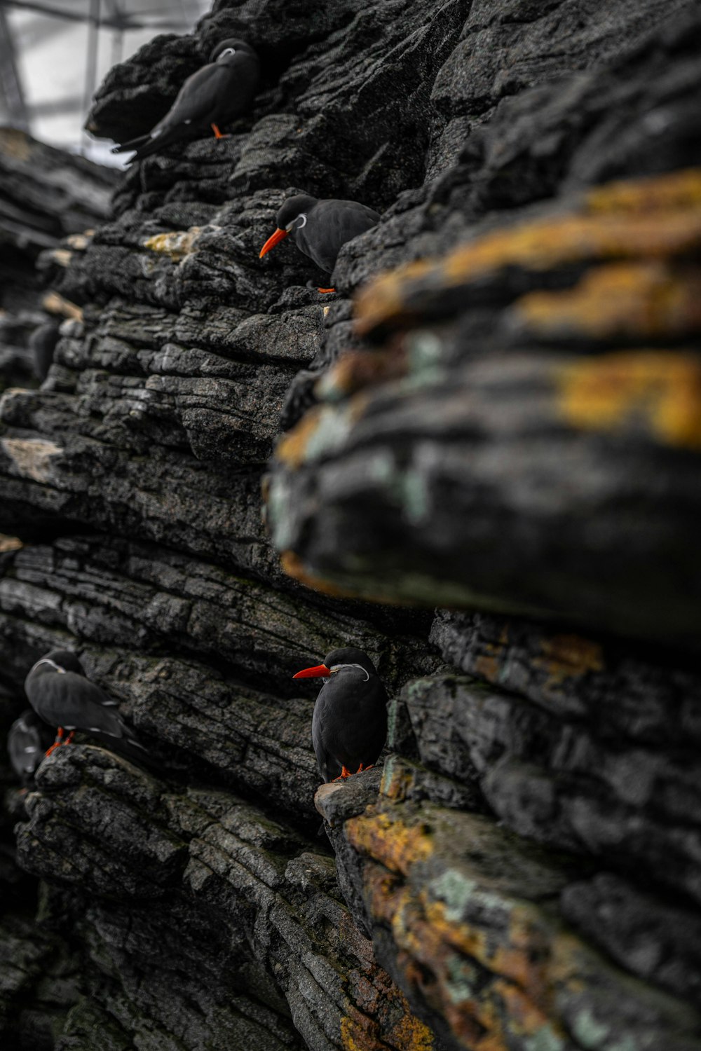 a group of birds sitting on top of a rock wall