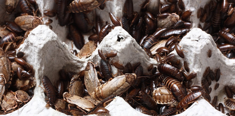 Eine Gruppe brauner Käfer in einem weißen Behälter