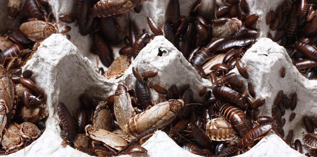 Commercial pest management image background image