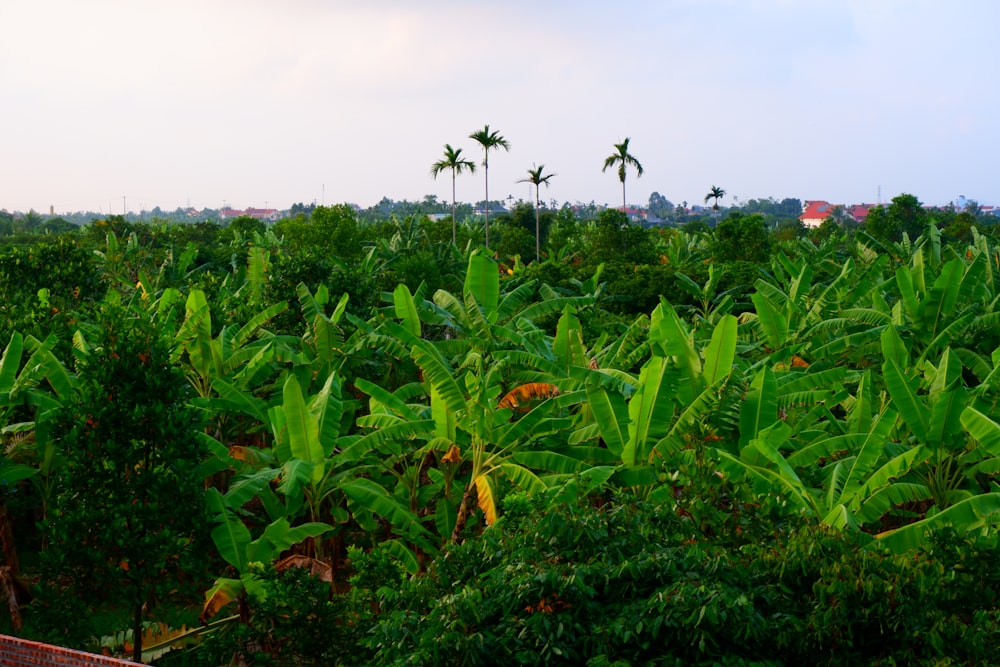 a lush green forest filled with lots of trees