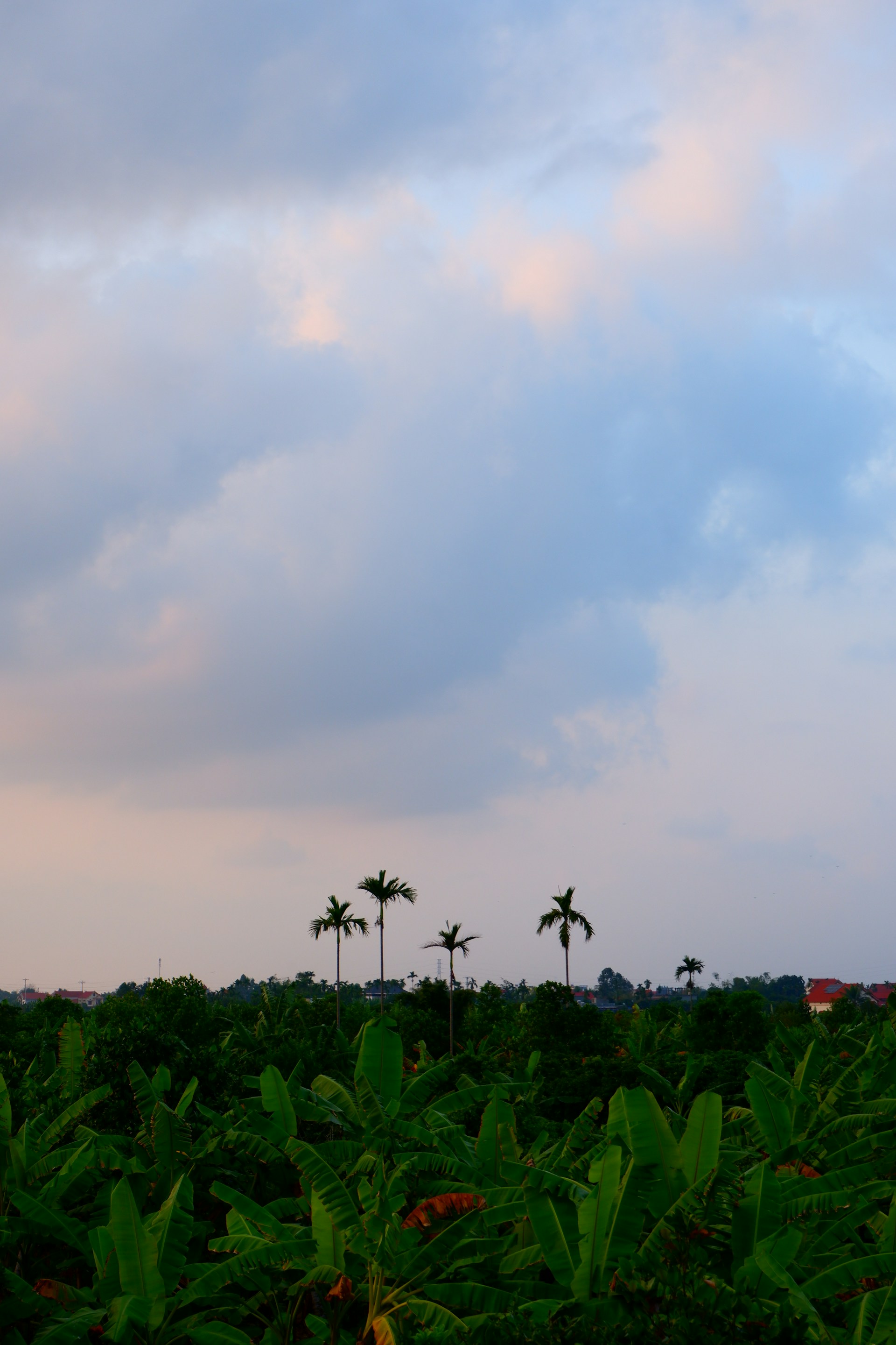 a field of green plants with palm trees in the background