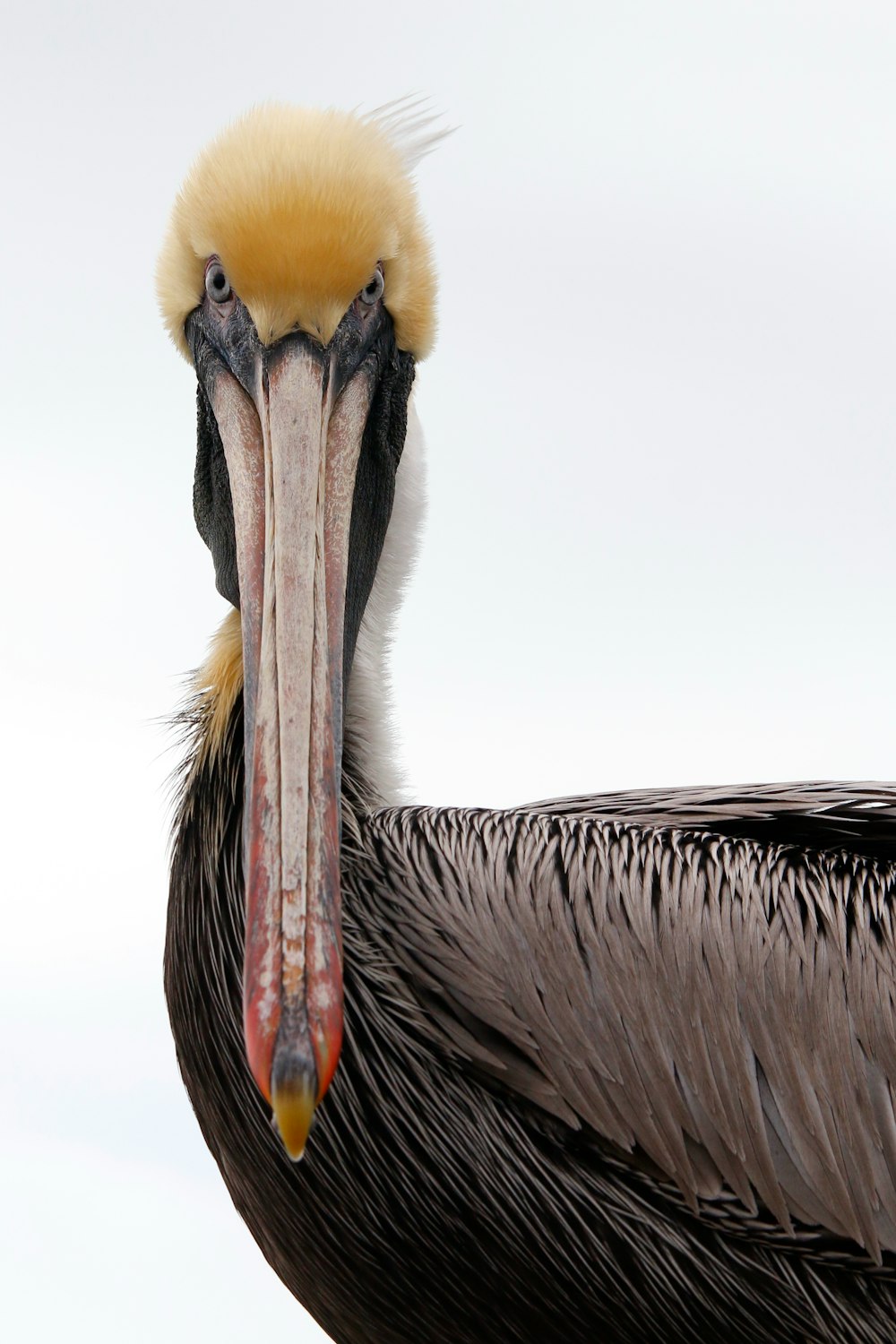 a close up of a bird with a long beak