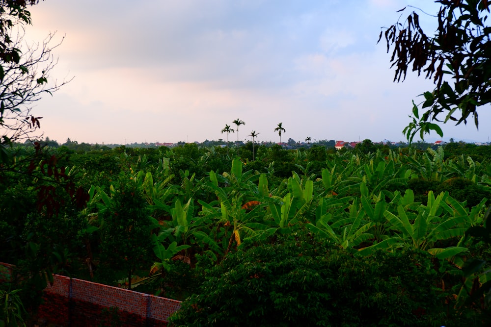 a lush green field with trees and buildings in the distance