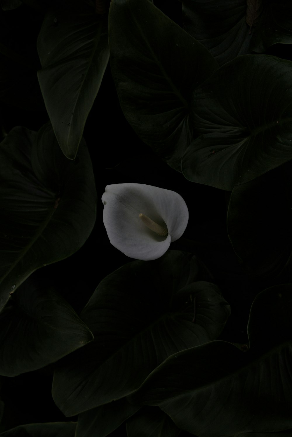 a white flower surrounded by green leaves