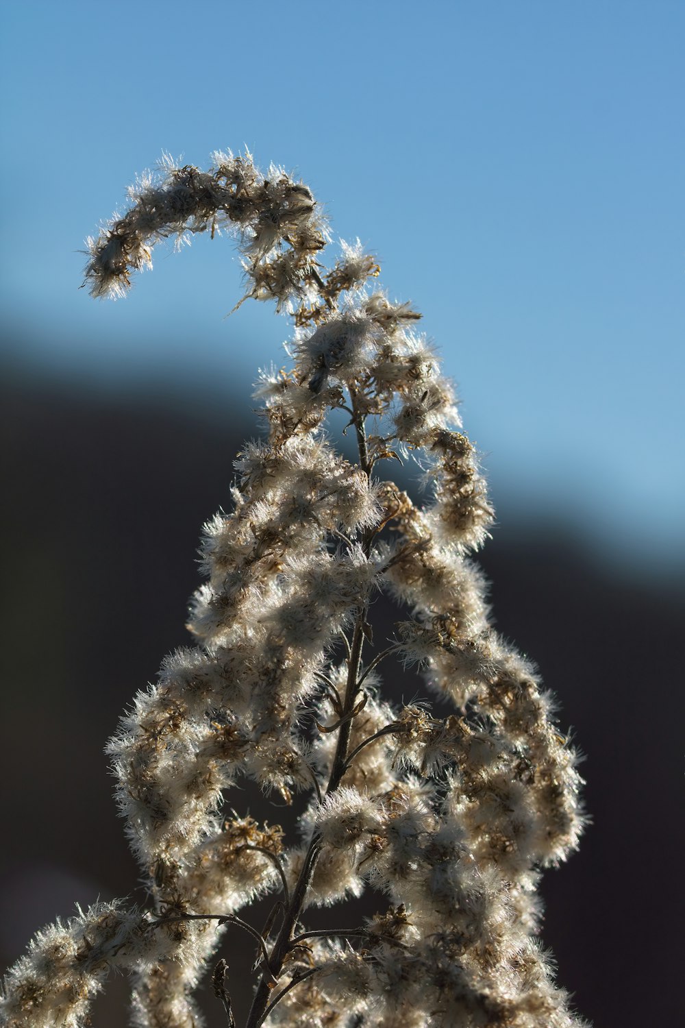 a close up of a plant with a sky background