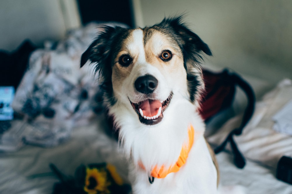 a close up of a dog on a bed