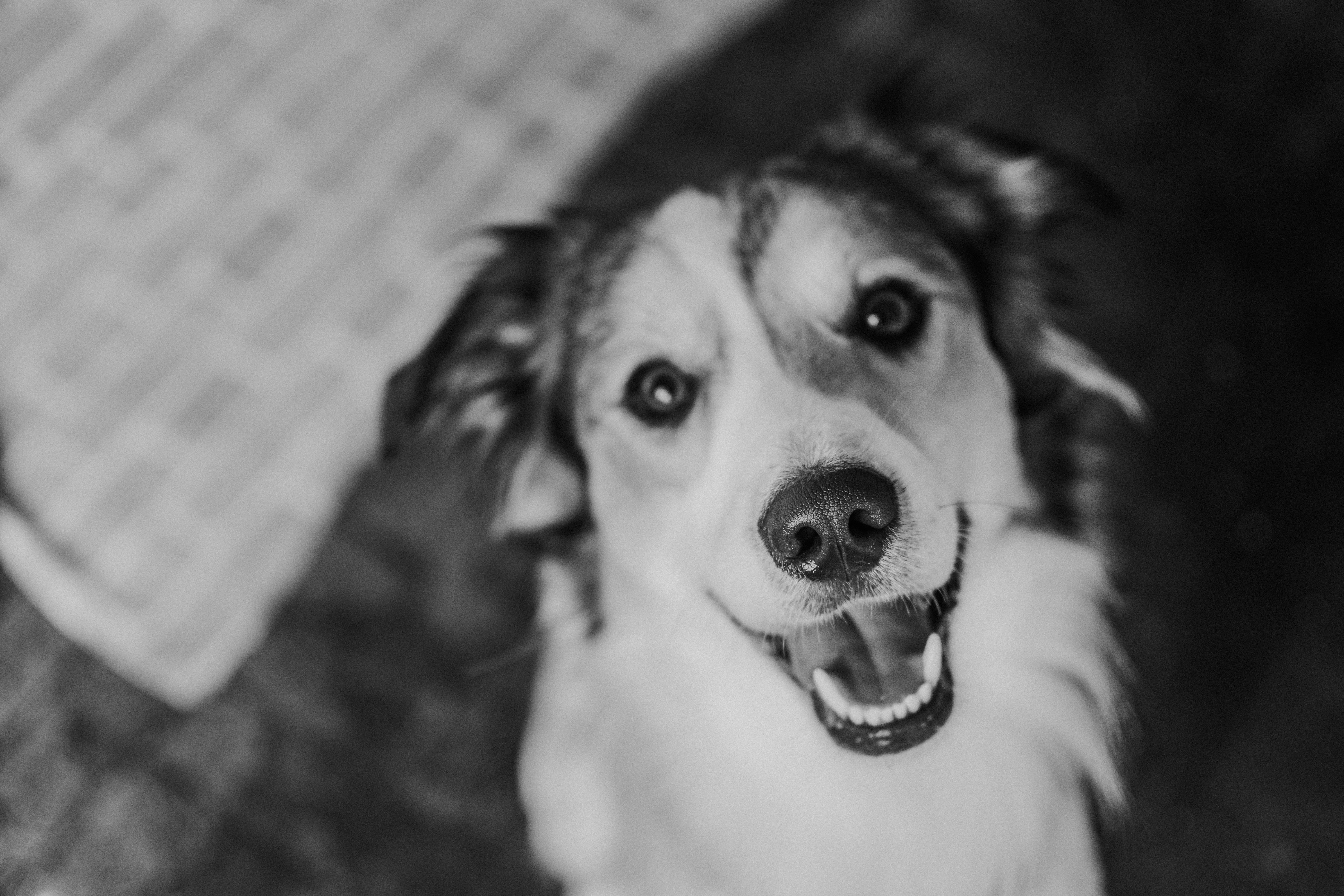 a black and white photo of a dog looking up