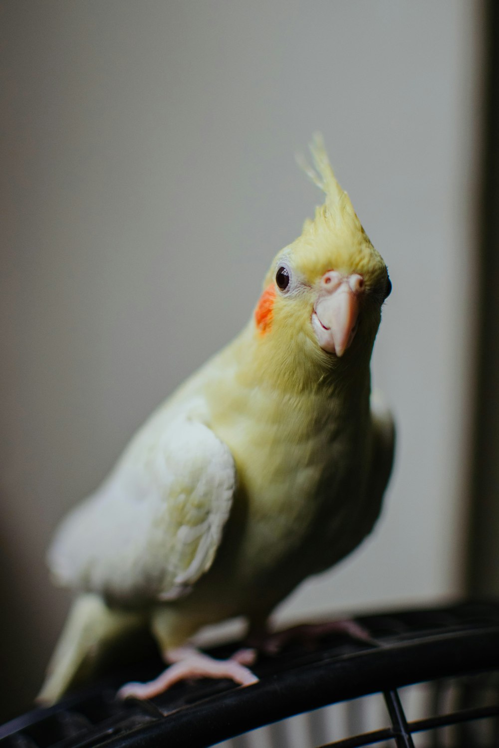 a yellow and white bird sitting on top of a cage