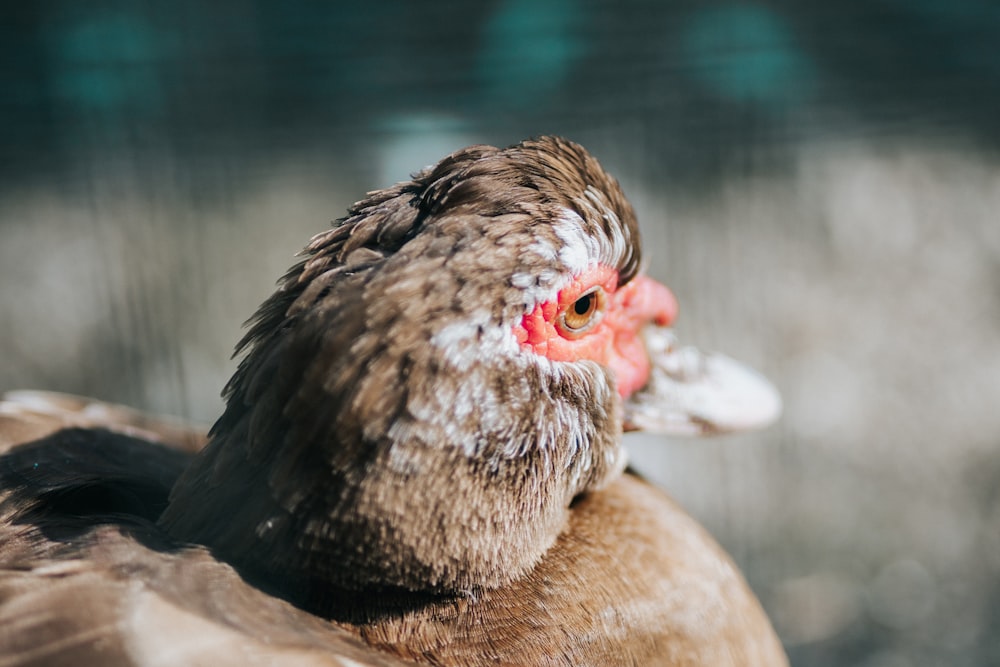 Un primer plano de un pato con un fondo borroso