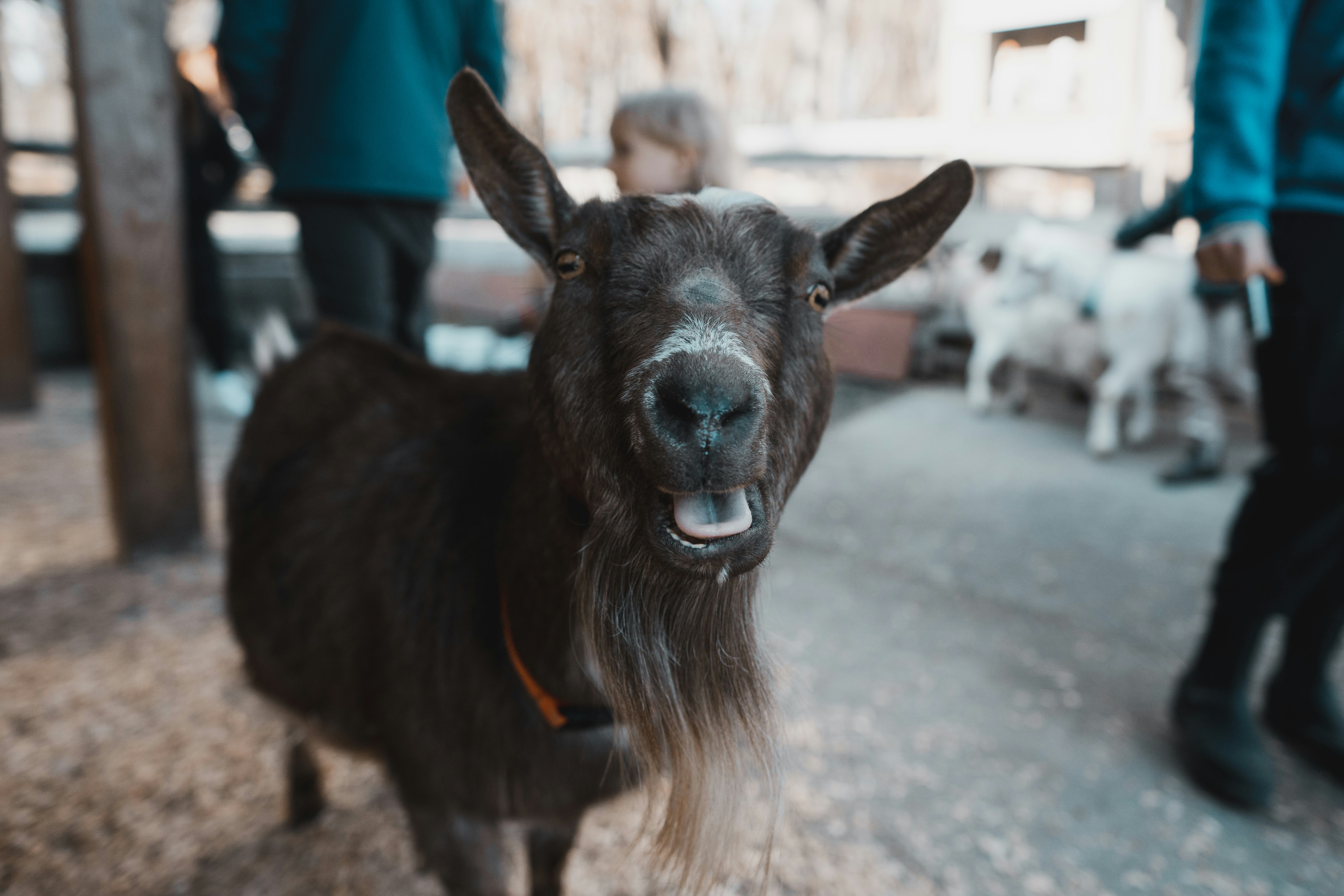 Wandering Goat Cafe