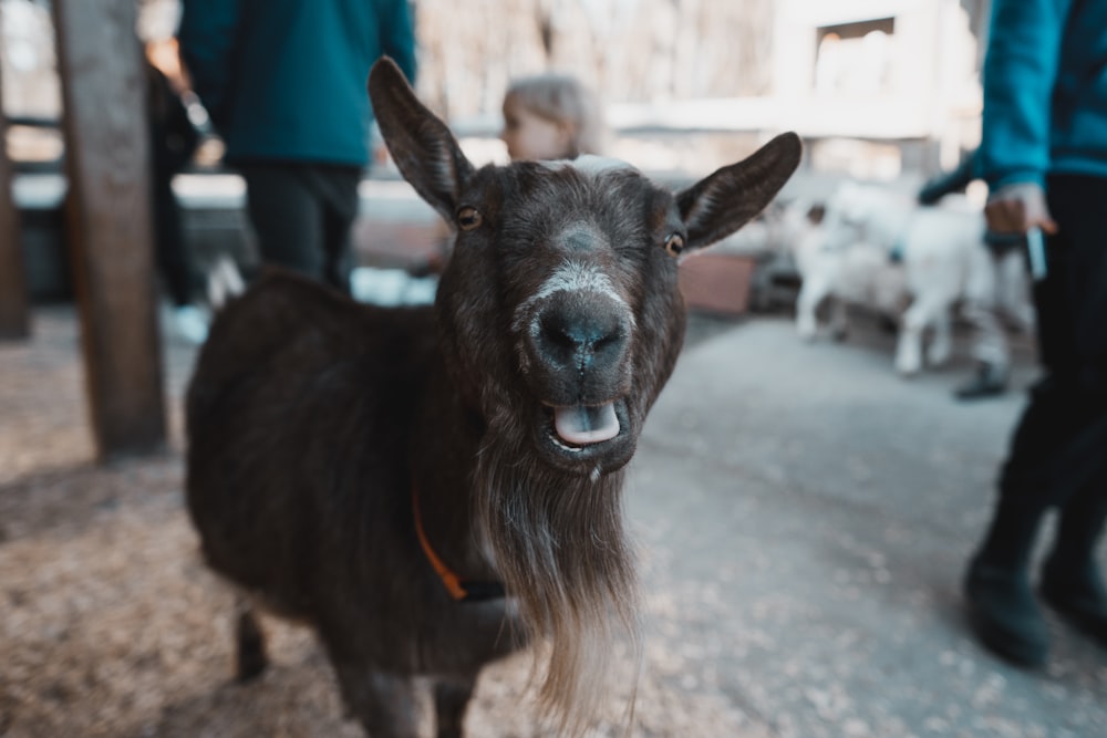 a close up of a goat with a person in the background