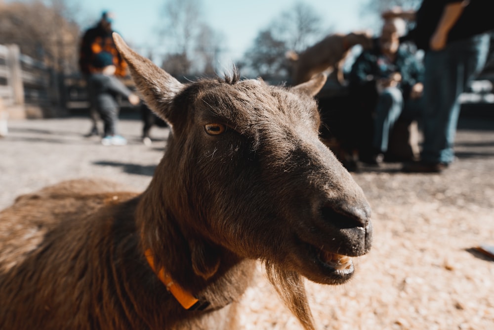 a close up of a goat with people in the background