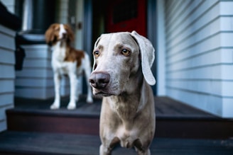 two dogs standing on the steps of a house