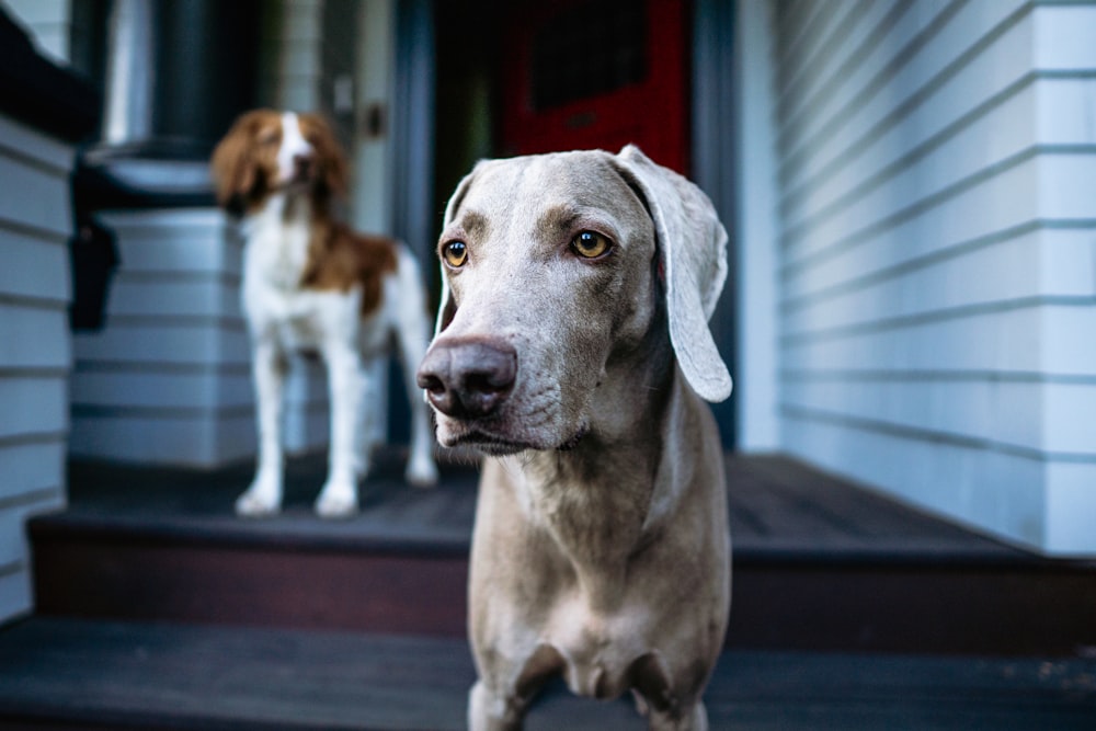 two dogs standing on the steps of a house