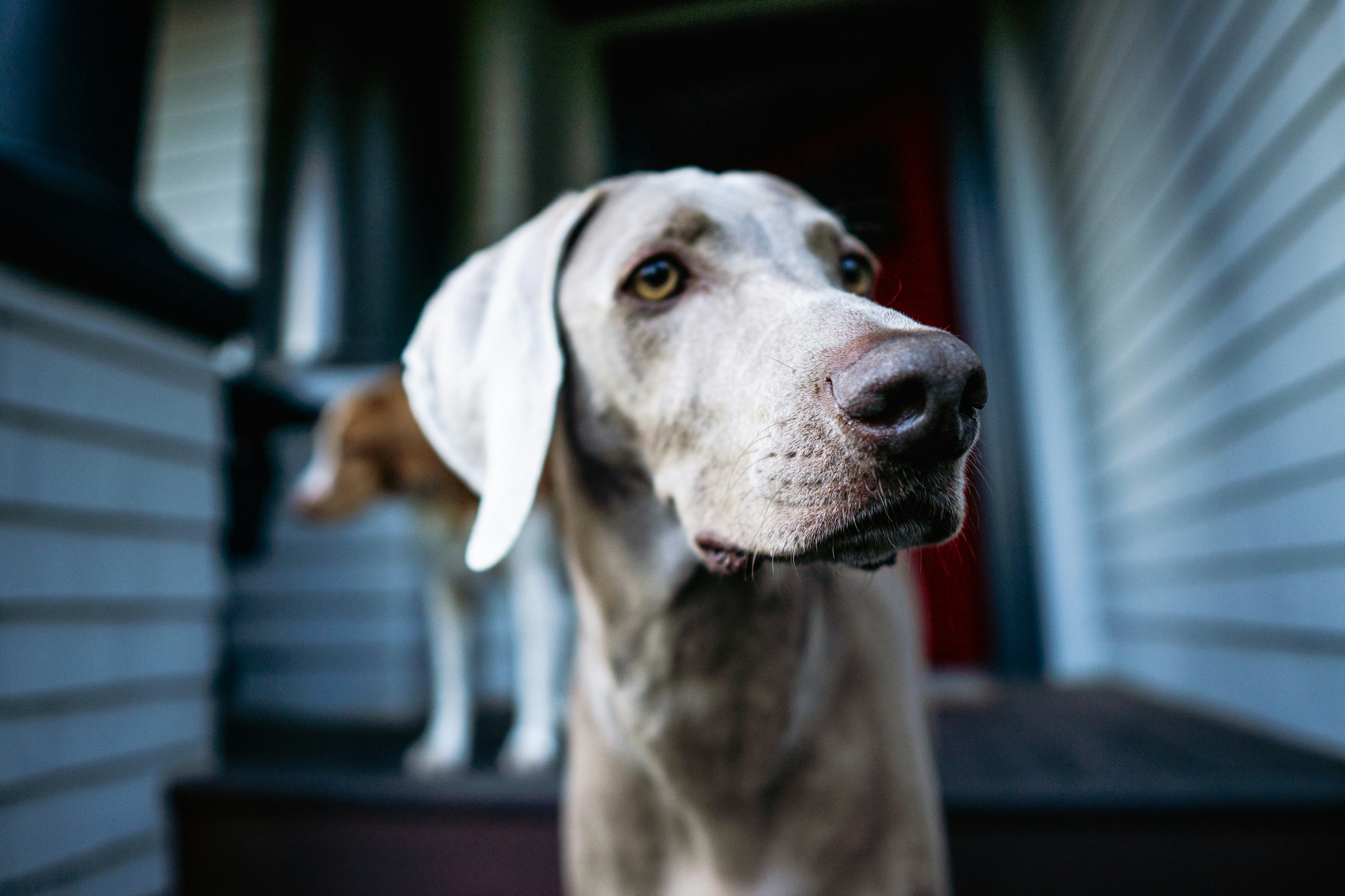 un gros plan d’un chien près d’une porte