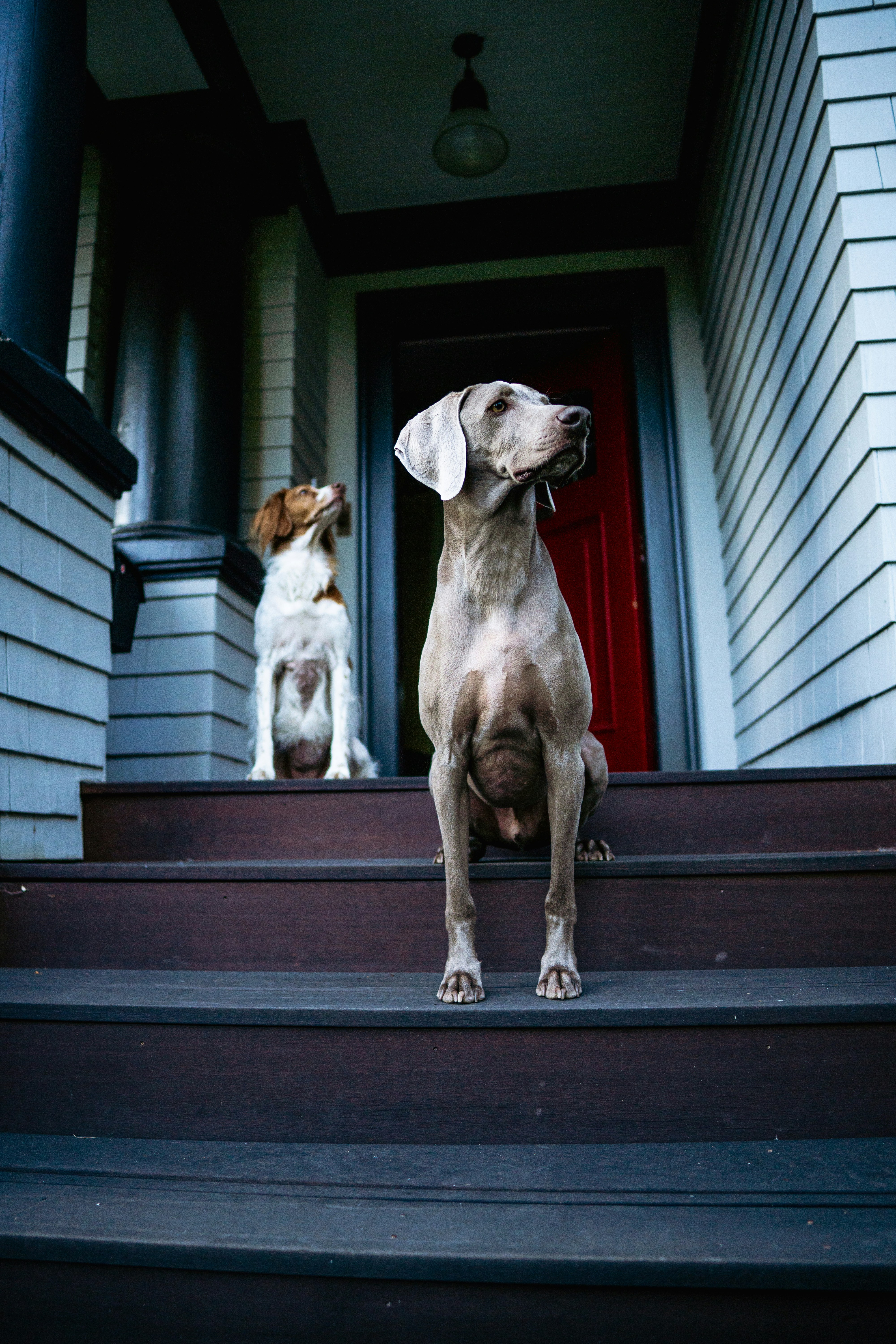 deux chiens assis sur les marches d’une maison