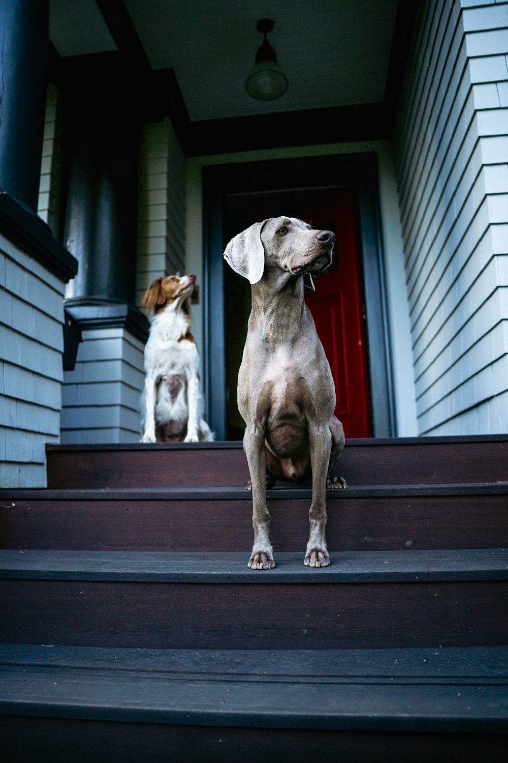 two dogs sitting on the steps of a house