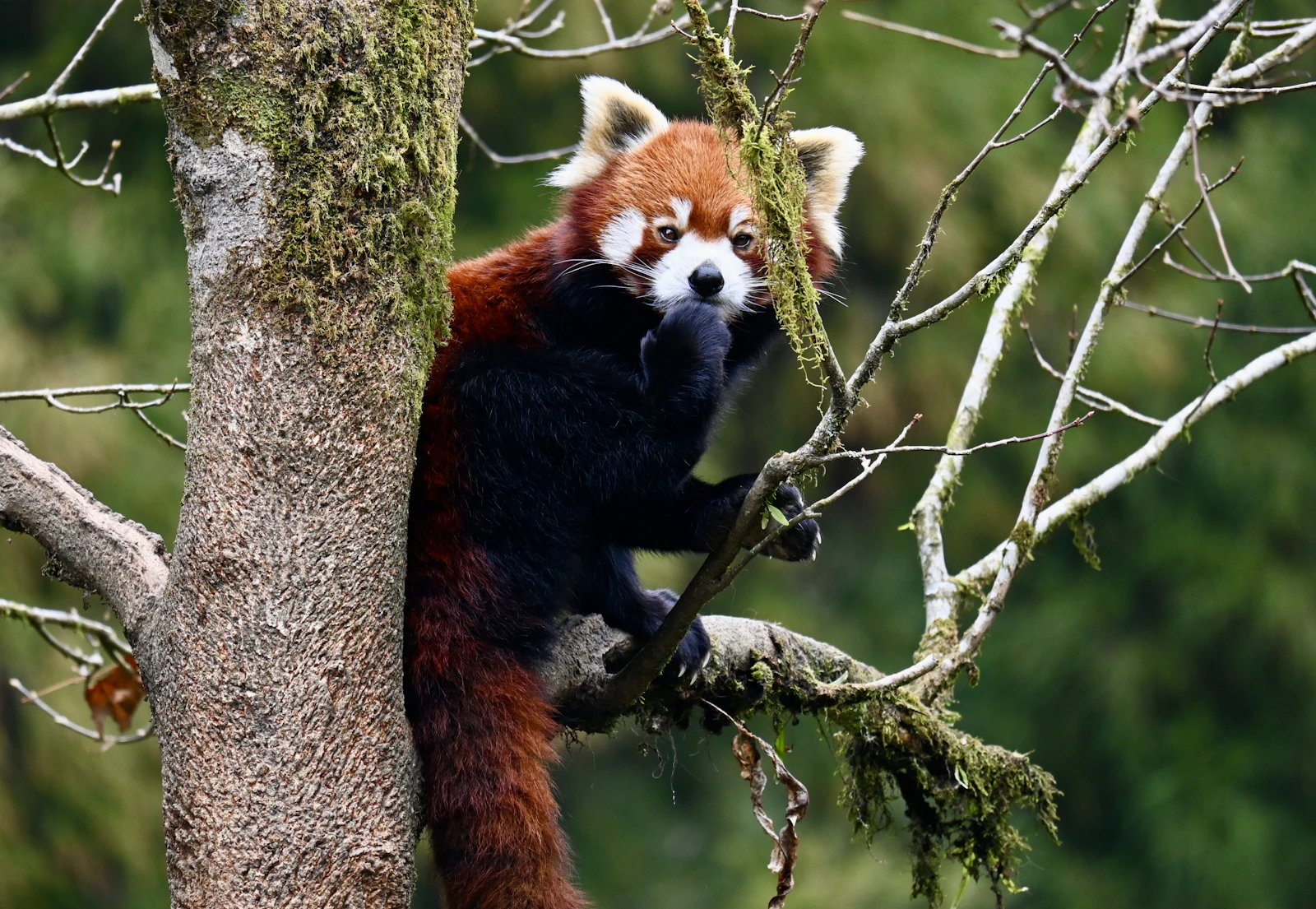 A red panda climbing a mossy tree trunk among bare branches in Gangtok, looking straight at the camera