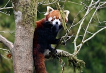 a red panda is sitting in a tree