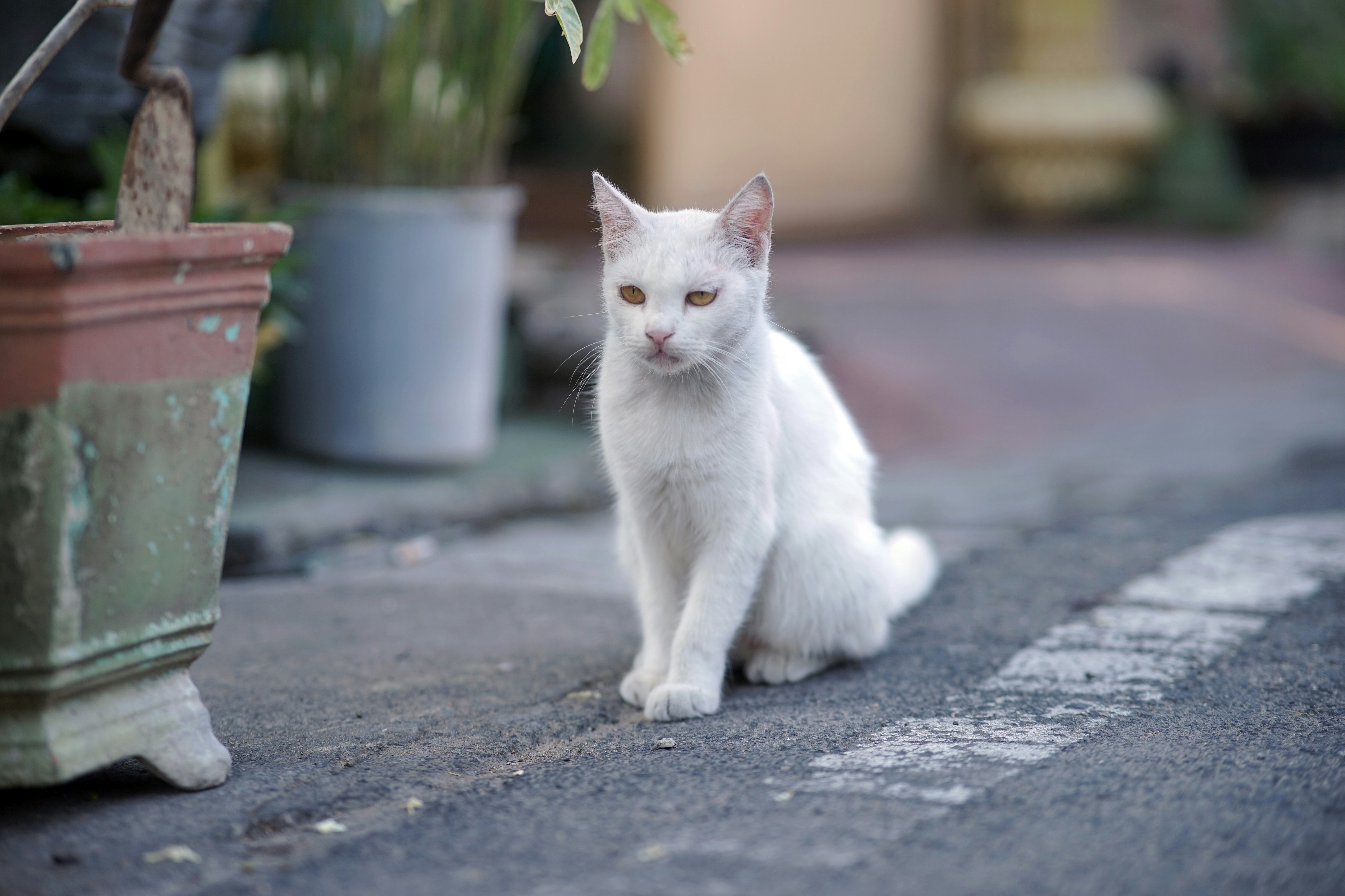 Reluctance to Be Picked Up (image credits: unsplash)