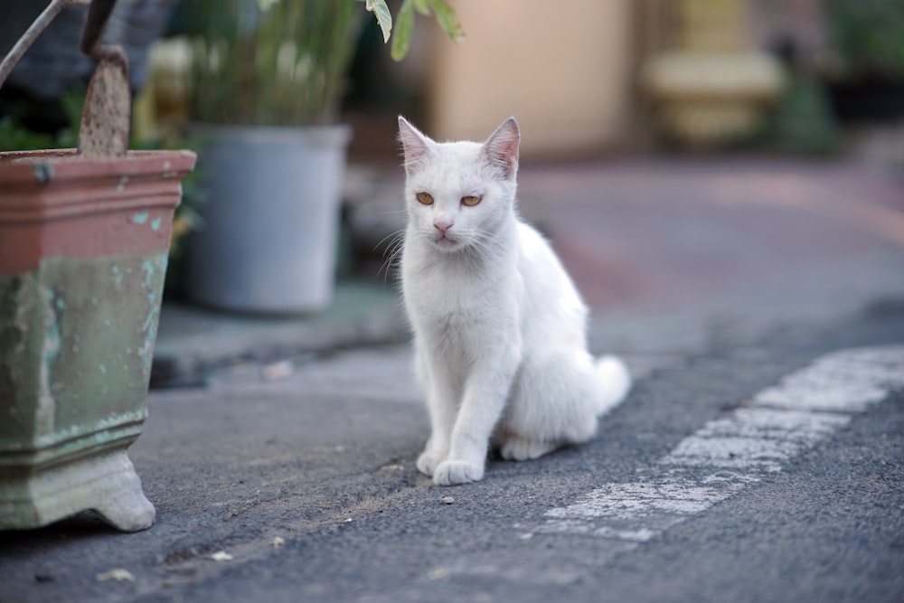 um gato branco sentado ao lado de um vaso de planta