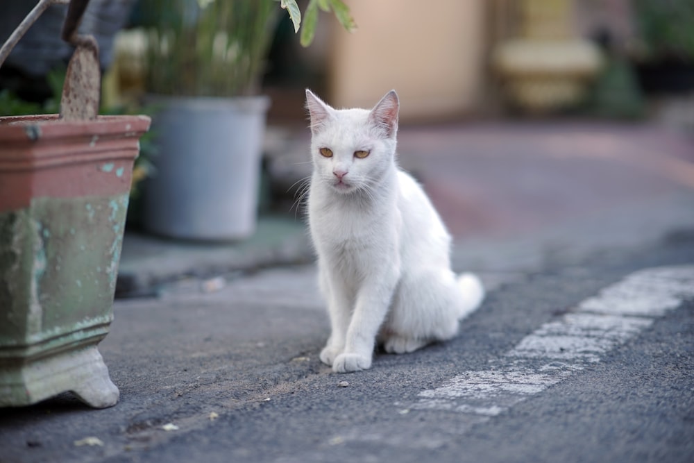 un gato blanco sentado junto a una planta en maceta