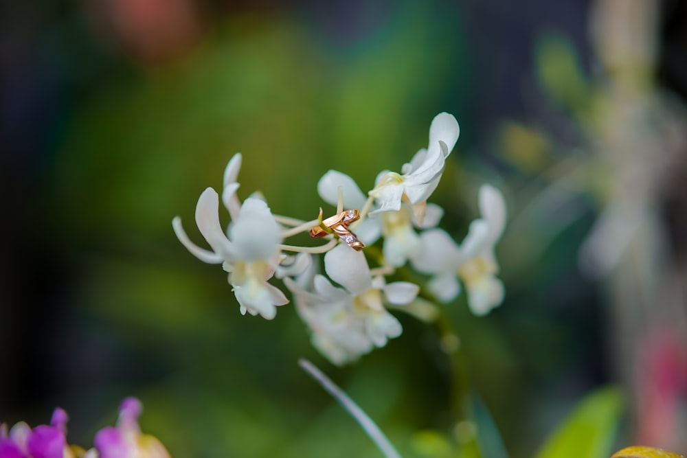 a close up of a flower with a blurry background