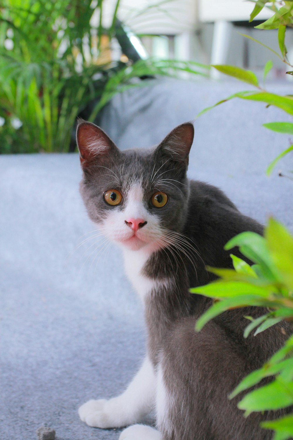 a grey and white cat sitting on the ground