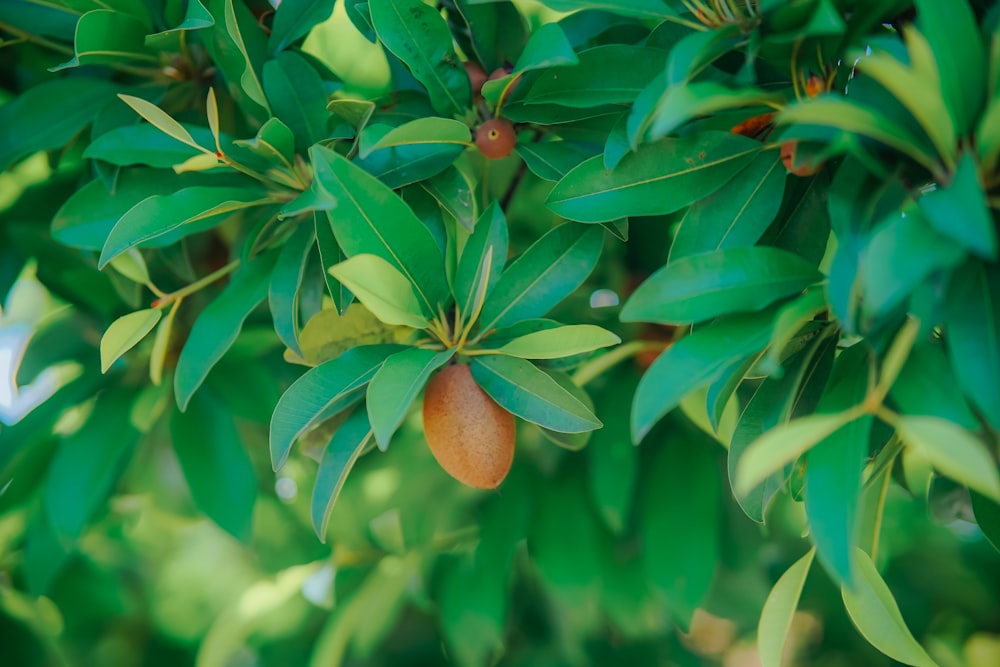 a close up of a tree with fruit on it