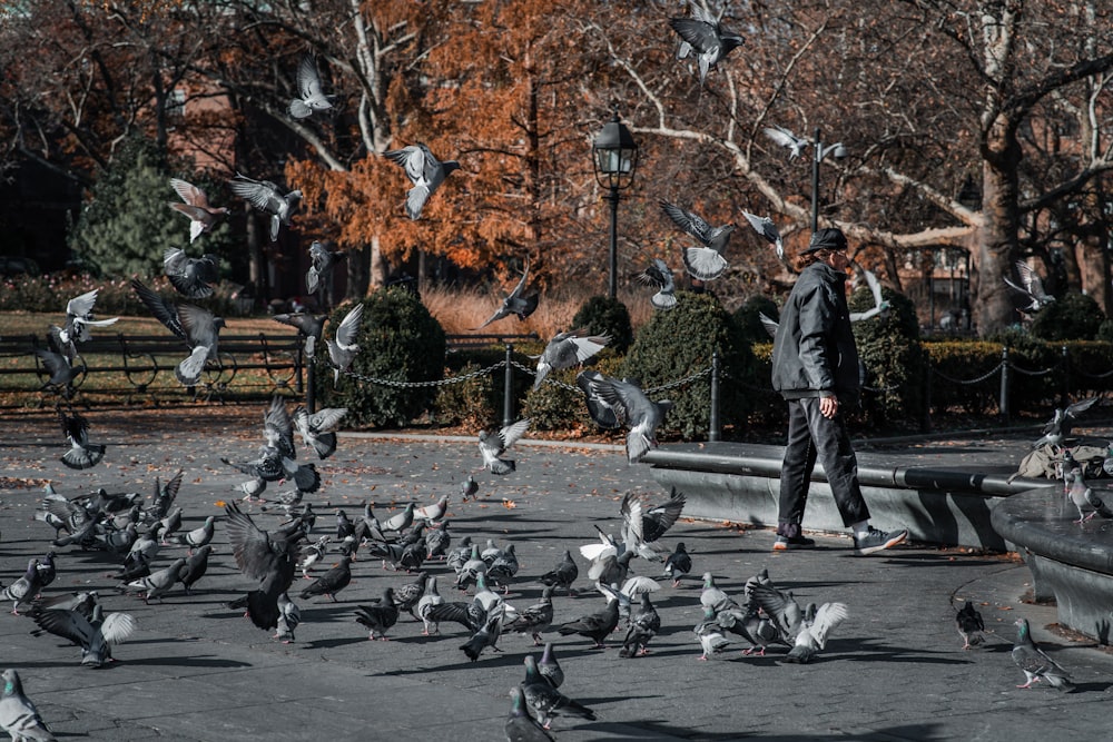 a man standing in front of a flock of birds