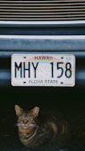 a cat laying underneath a license plate on a car