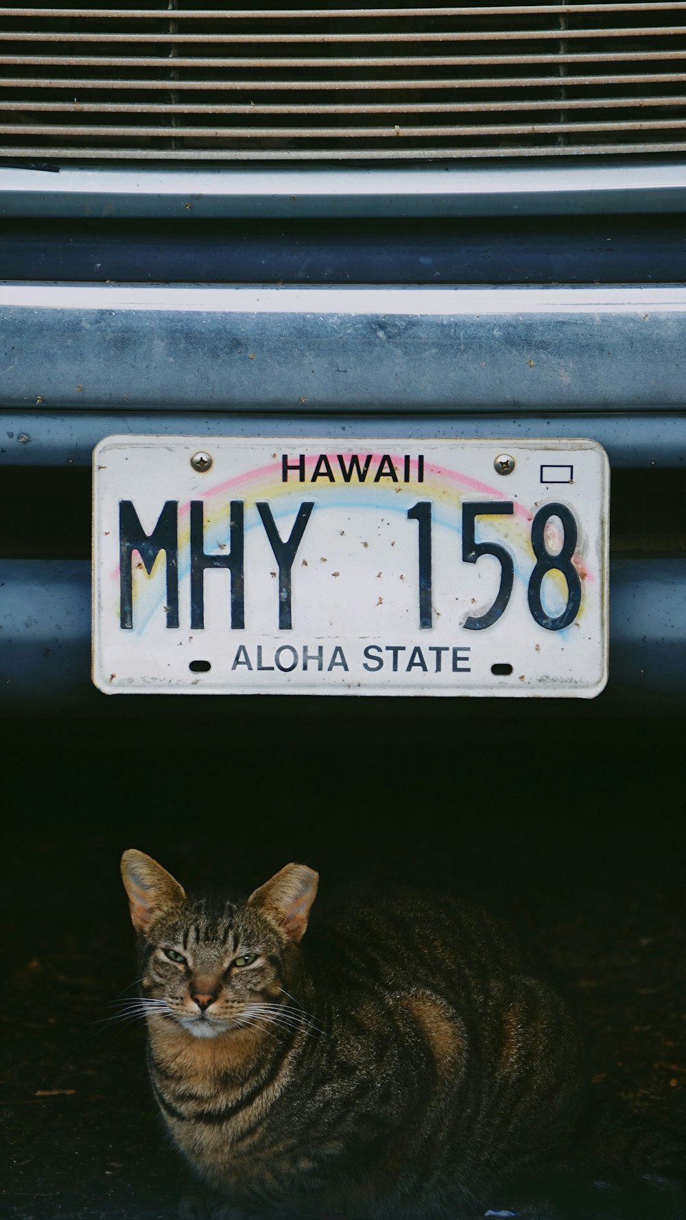 a cat laying underneath a license plate on a car