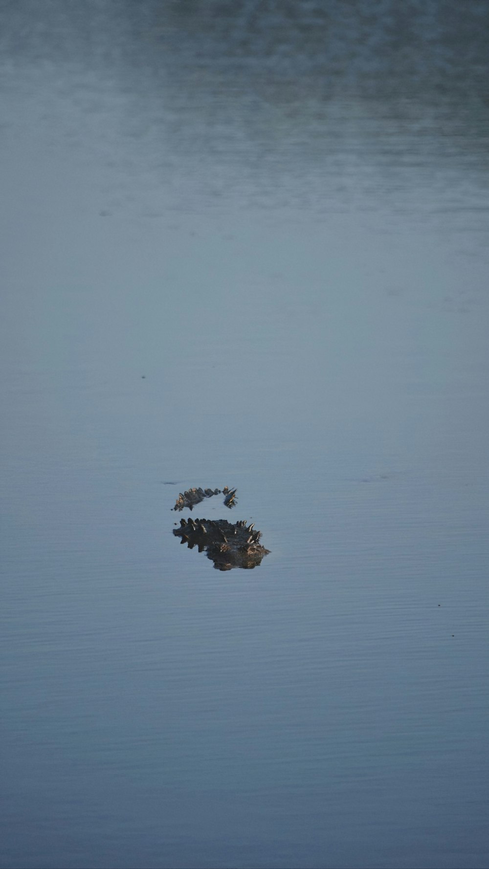 a small bird standing on top of a body of water