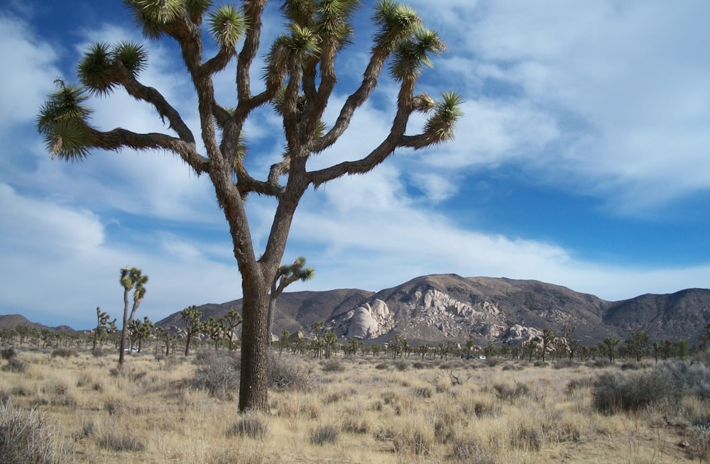 a joshua tree in the desert with mountains in the background