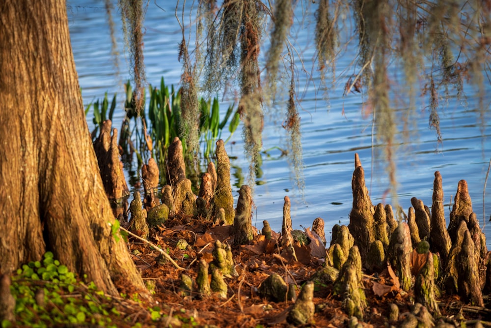 a group of trees that are next to a body of water