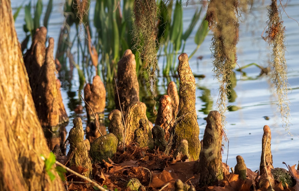 a group of plants growing out of the ground next to a body of water