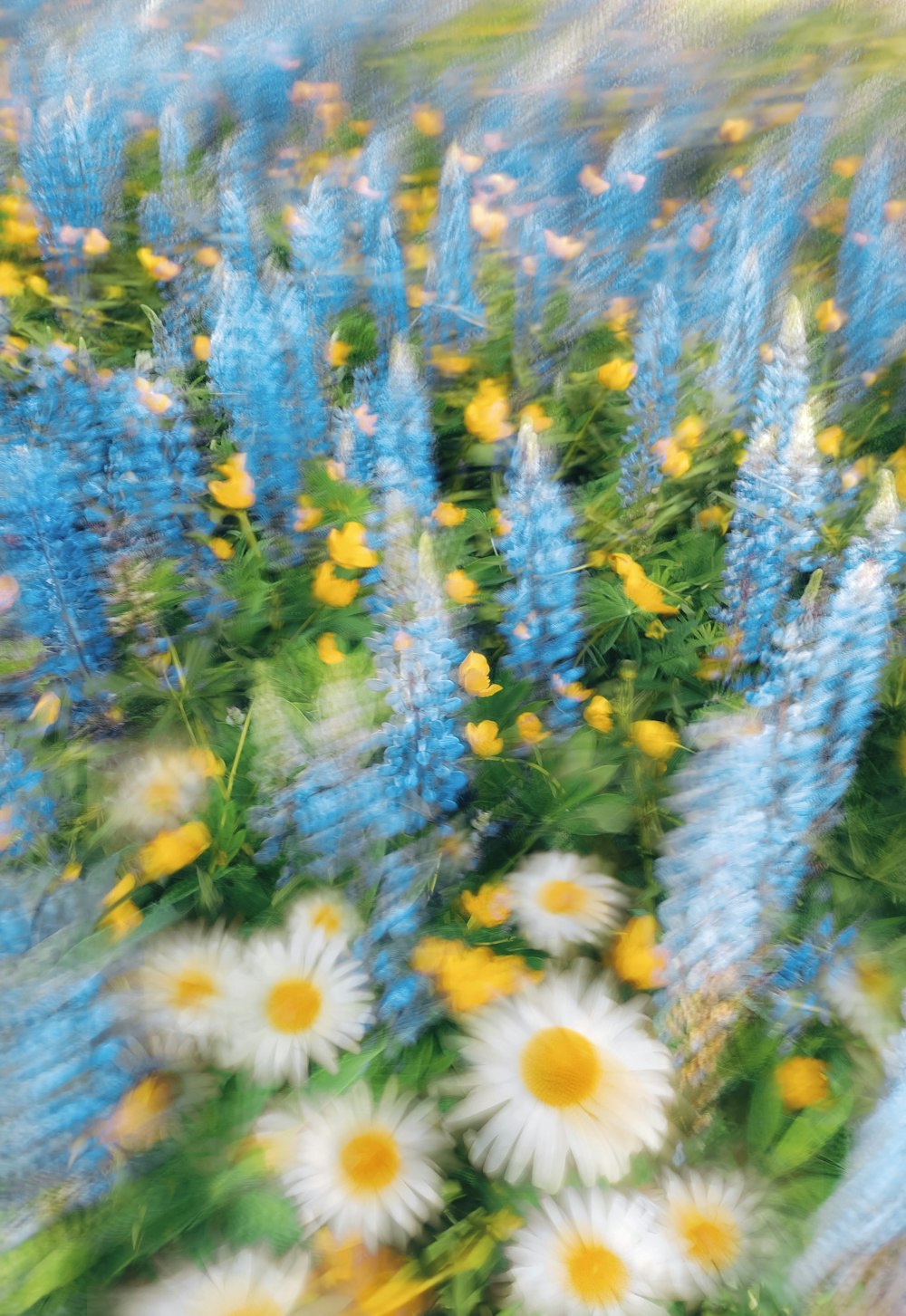 a bunch of blue and white flowers in a field