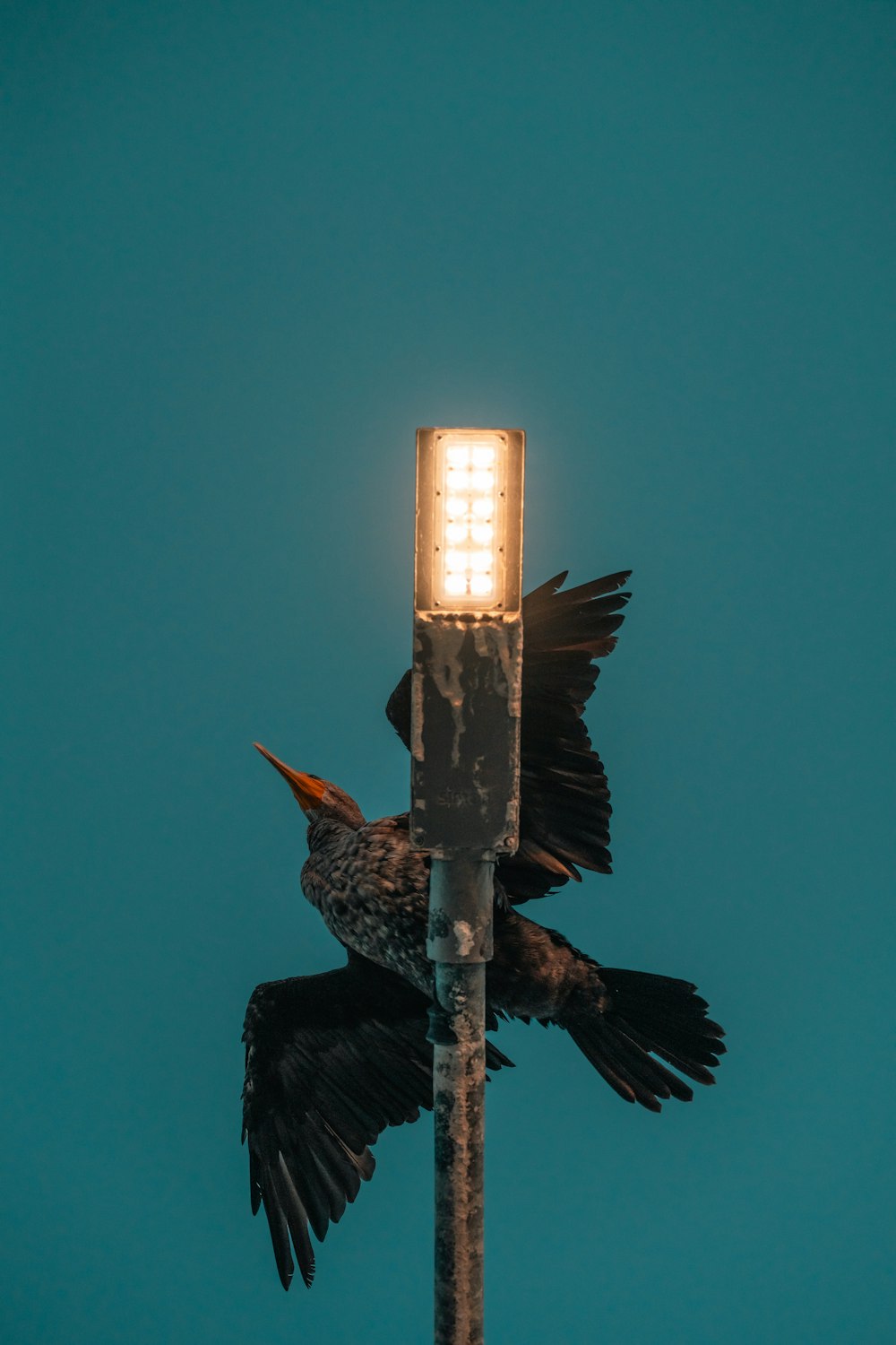 a bird that is sitting on top of a street light