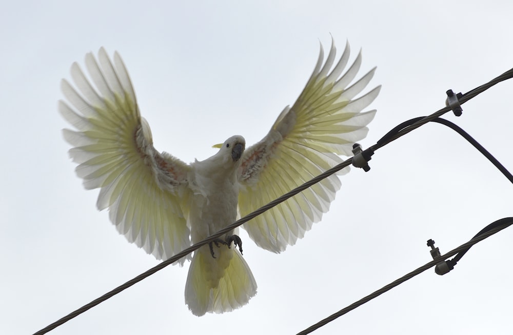 a white bird with its wings spread on a power line