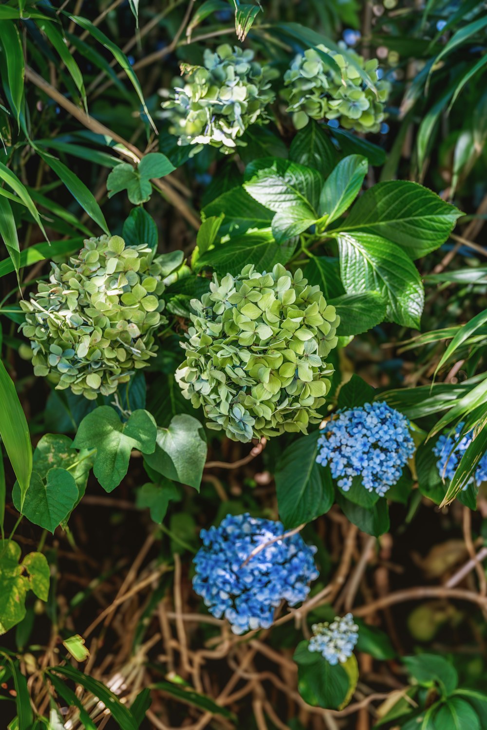 a bunch of green and blue flowers on a bush