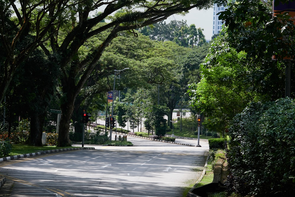 an empty street with trees lining the sides of it